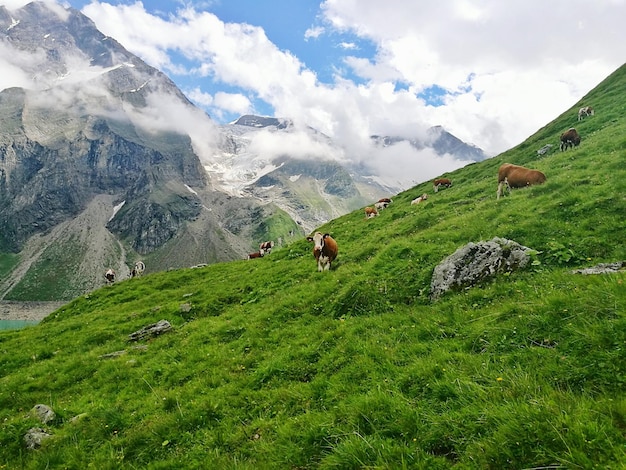 Idylliczna wiejska scena z Austrii