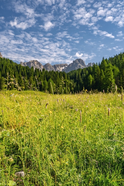 Idylliczne Alpy z zielonym lasem w pobliżu góry