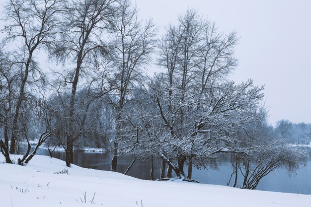 Idylliczny spokojny zimowy krajobraz ze śnieżnym mroźnym lasem