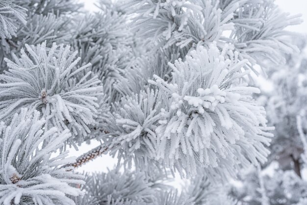 Igły iglaste sosny pokryte puszystym śniegiem. Makro