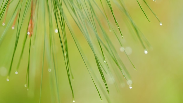 Igły sosnowe z kropelami deszczu gałęzie drzew iglastych wiosną naturalne tło bokeh