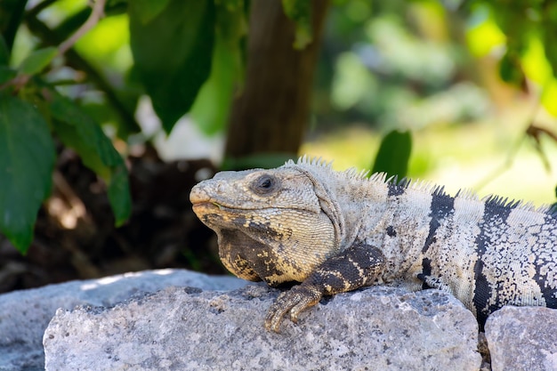 Iguana gadów siedząca na skałach w pobliżu ruin Majów w Meksyku
