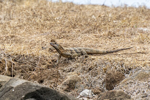 Iguana grzeje się w słońcu na suchej trawie. Mała samica iguany ogrzewa się na słońcu. Dzikiej przyrody