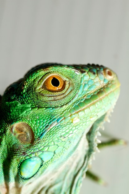 Iguana head