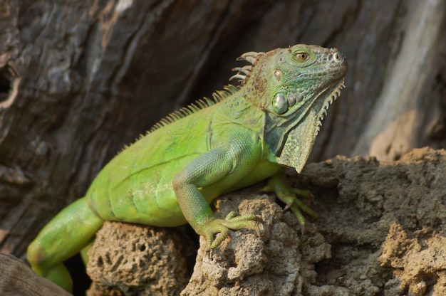 Iguana jaszczurka dzikiego gada