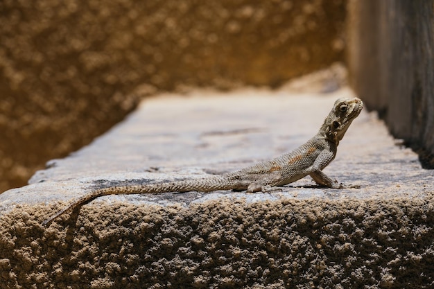 Zdjęcie iguana jaszczurka w słońcu na kamieniu