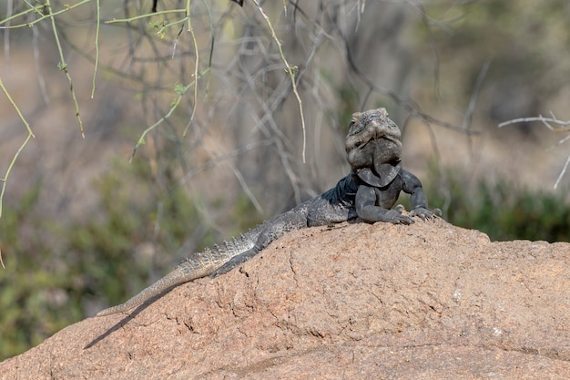 Zdjęcie iguana kolczasta na szczycie skały na pustyni sonora w arizonie