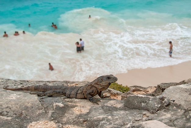 Iguana na becha Tulum