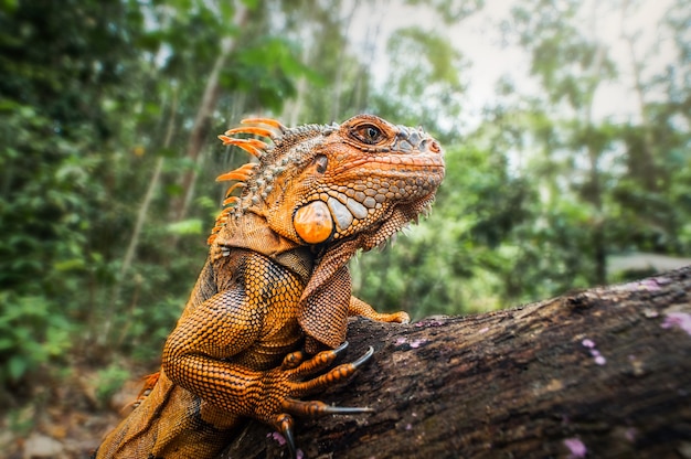 iguana na gałązkach w tropikalnym lesie