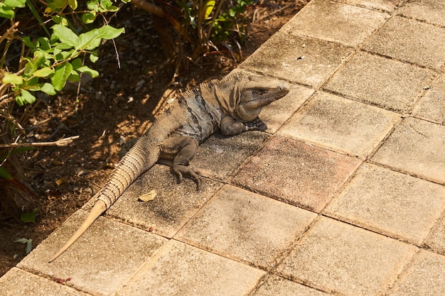 Iguana na tle kamiennych płytek w słońcu