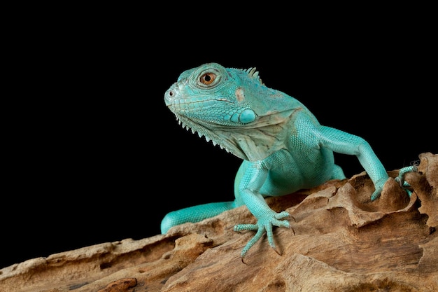 Iguana Niebieska Głowa Zbliżenie Iguana Niebieska Grand Cayman Iguana Niebieska Cyclura Lewisi