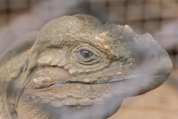 Zdjęcie iguana nosorożca to rzadkie dzikie zwierzę.