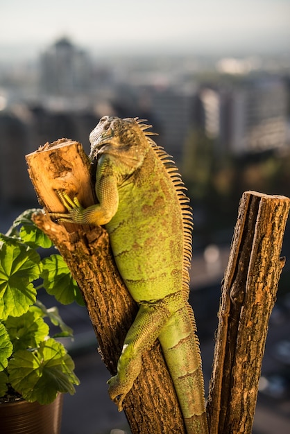 iguana pełza po kawałku drewna i pozuje