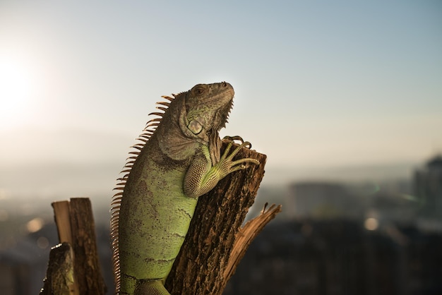 iguana pełza po kawałku drewna i pozuje