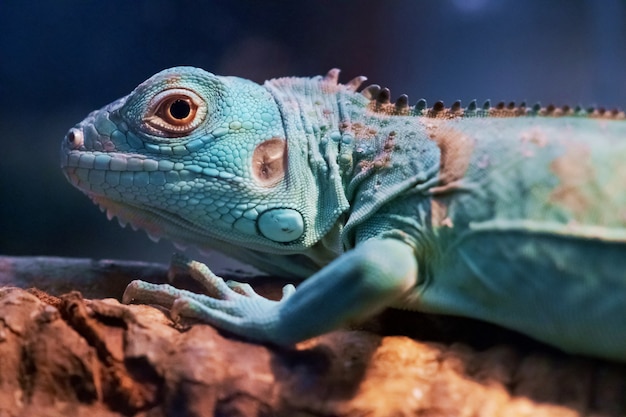 Iguana portret bliska zdjęcie