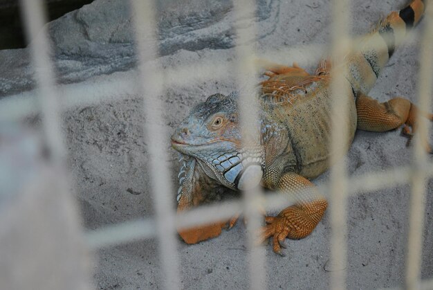 Zdjęcie iguana w klatce