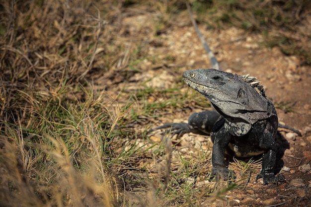 Iguana w pobliżu trawy na wyspie Isla Mujeres w Meksyku