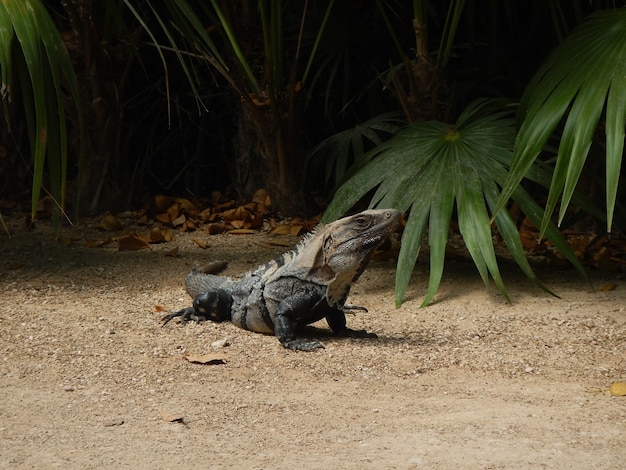 Iguana