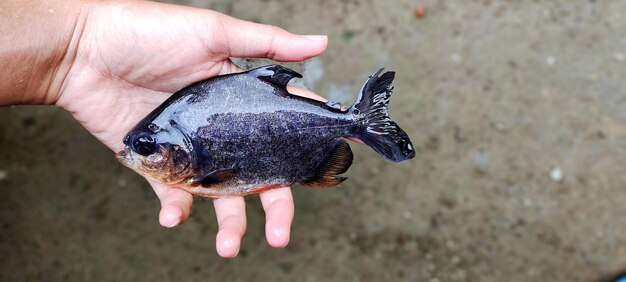 Ikan bawal Czarne ryby pomfret lub bramidae, które są dość duże i gotowe do wprowadzenia na rynek