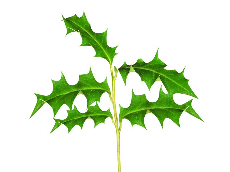 Zdjęcie ilex aquifolium angielski liście i owoce holly lub holly są używane do produkcji napoju zawierającego kofeinę