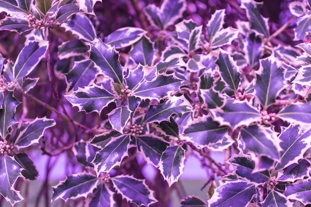 Ilex aquifolium Argentea Marginata Selektywne skupienie Zbliżenie Park Krasnodar lub Galitsky Park