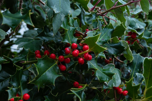 Ilex Aquifolium Lub Ostrokrzew Bożonarodzeniowy Holly Zielone Liście