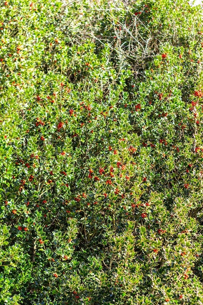 Ilex aquifolium tło ostrokrzew rośliny boże narodzenie tło