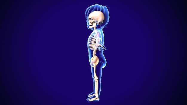 Ilustracja 3D anatomii szkieletu ludzkiego ciała