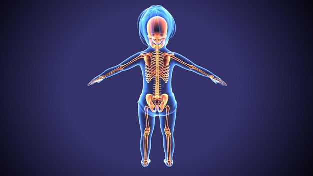 Ilustracja 3D anatomii szkieletu ludzkiego ciała
