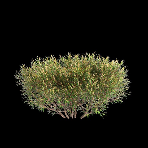 Ilustracja 3d krzewu Leptospermum petersonii izolowanego na czarnym tle