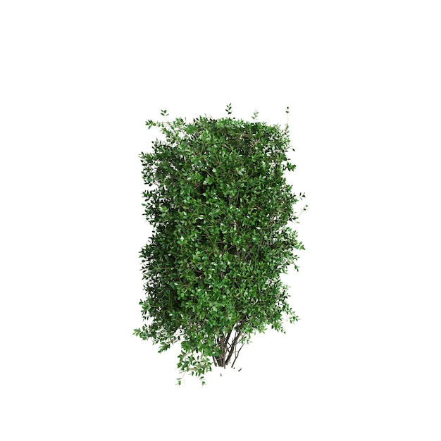 Ilustracja 3d krzewu Ligustrum ovalifolium izolowanego na białym tle