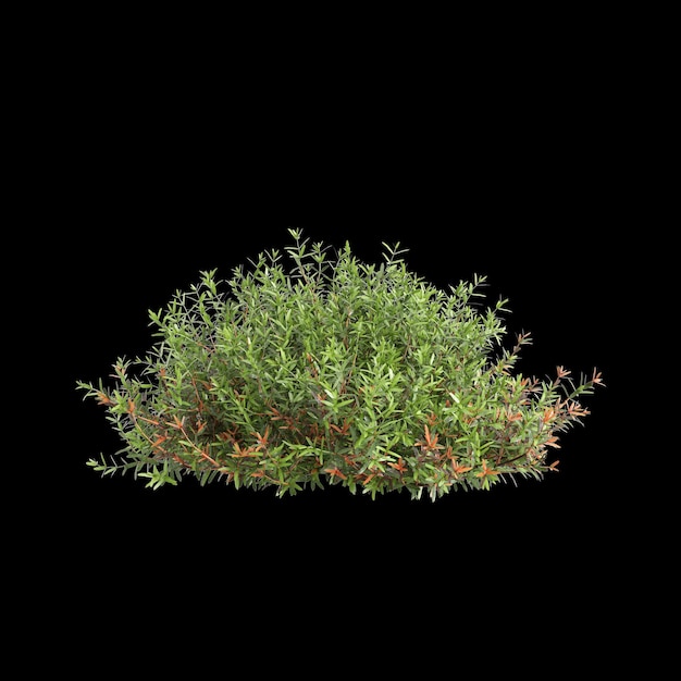 Ilustracja 3D krzewu Thuja occidentalis odizolowanego na czarnym tle