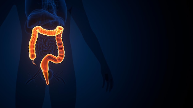 Ilustracja 3D Ludzki układ trawienny Anatomia jelita grubego