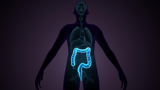 Ilustracja 3D Ludzki układ trawienny Anatomia jelita grubego