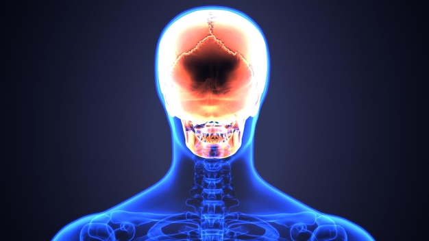 ilustracja 3D ludzkiej głowy z mózgiem oznaczona słowem mózg