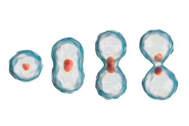 Zdjęcie ilustracja 3d podziału koncepcji mitozy komórkowej