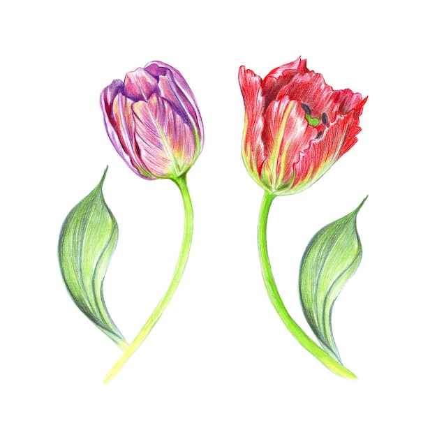 Ilustracja akwarela realistyczne tulipany na łodygach