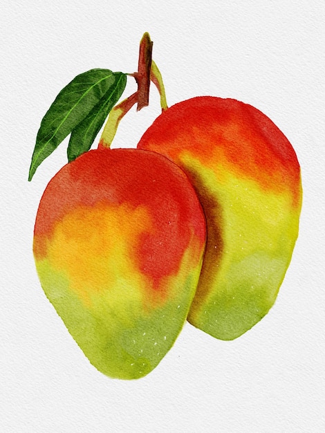Ilustracja akwarelowa mango
