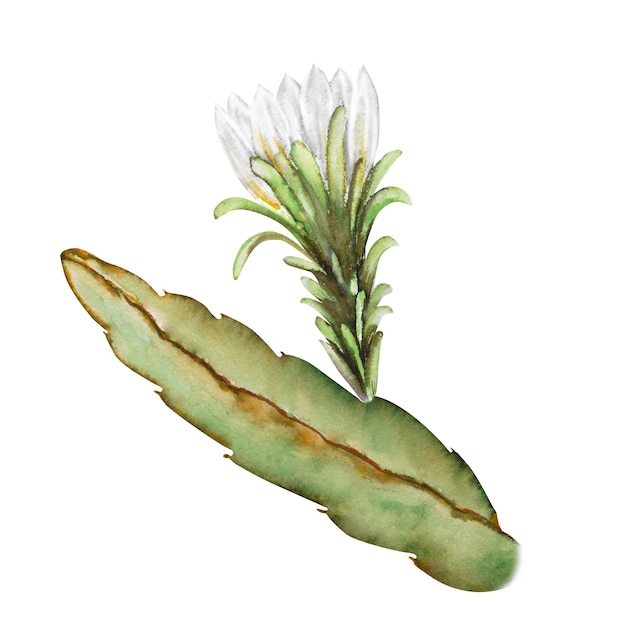 Ilustracja akwarelowa owoców pitahaya i kwitnącego drzewa kaktusa Kompozycja botaniczna dla wegetariańskich produktów egzotycznych odciski