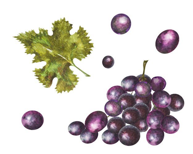 Ilustracja akwarelowa wiązki czerwonych i białych winogron z liśćmi Ręcznie narysowane winogrona