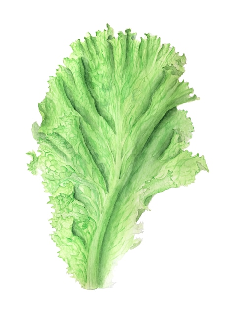 Ilustracja botaniczna realistyczny vintage akwarela liść sałaty