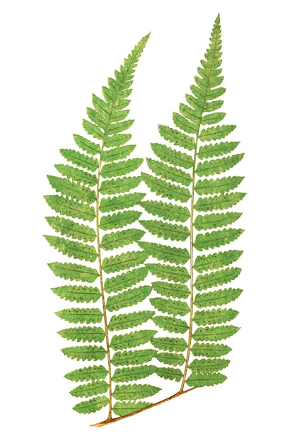 Ilustracja liści paprocia Alsophila Radens przezroczysty png