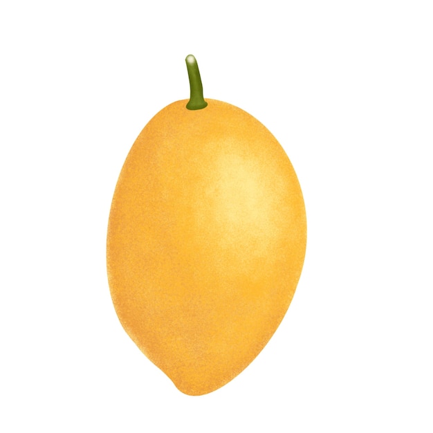 Ilustracja owoców mango