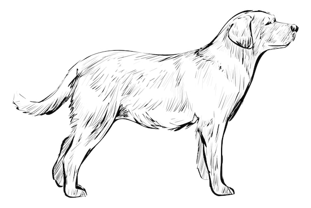 Ilustracja zwierzęcia psa Labrador na przezroczystym tle
