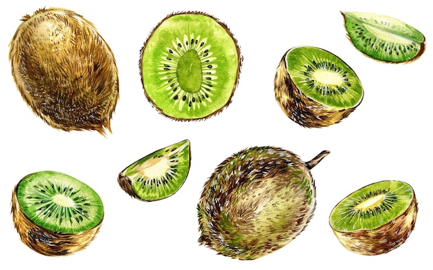 Ilustracje plasterki kiwi izolowane na białym tle Świeże tropikalne owoce cytrusowe w plasterkach Realistyczne owoce kiwi ręcznie rysować ilustracje akwarela