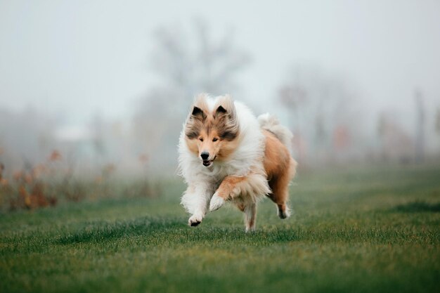 Imbirowa pomarańcza Rough Collie pies portret jesień. Piękny puszysty pies w mglisty poranek. Szorstki Colli