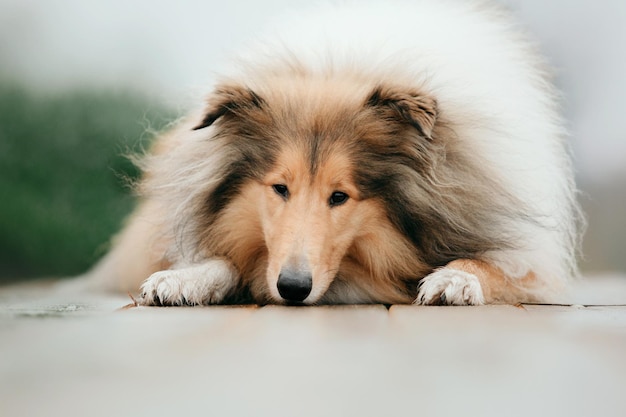 Imbirowa pomarańcza Rough Collie pies portret jesień. Piękny puszysty pies w mglisty poranek. Szorstki Colli