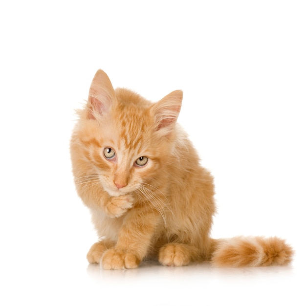 Imbirowy kot figlarki portret odizolowywający
