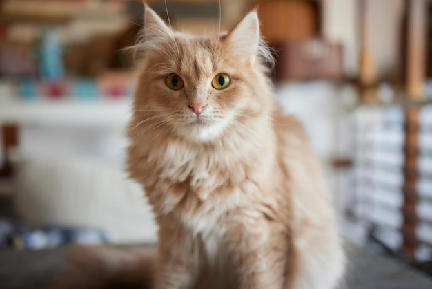 Imbirowy kot siedzi na drewnianej podłodze w białym pokoju Gruby czerwony kot odpoczywa Słodki puszysty kotek w domu Duży czerwony kot pięknie leży na podłodze we wnętrzu nowoczesnego mieszkania
