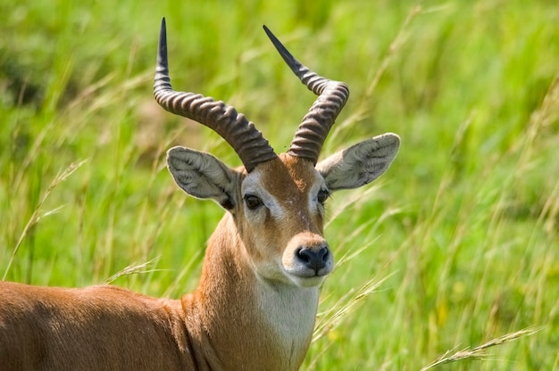 Zdjęcie impala antylopa murchison falls national park uganda afryka